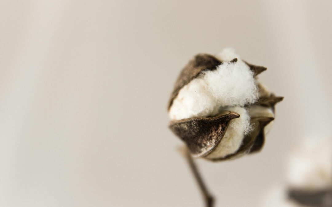 Bamboo vs Cotton: The Ultimate Guide to Non-Toxic Activewear Fabrics