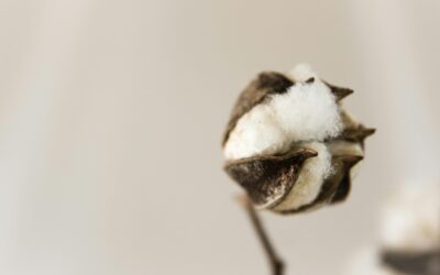 Bamboo vs Cotton: The Ultimate Guide to Non-Toxic Activewear Fabrics